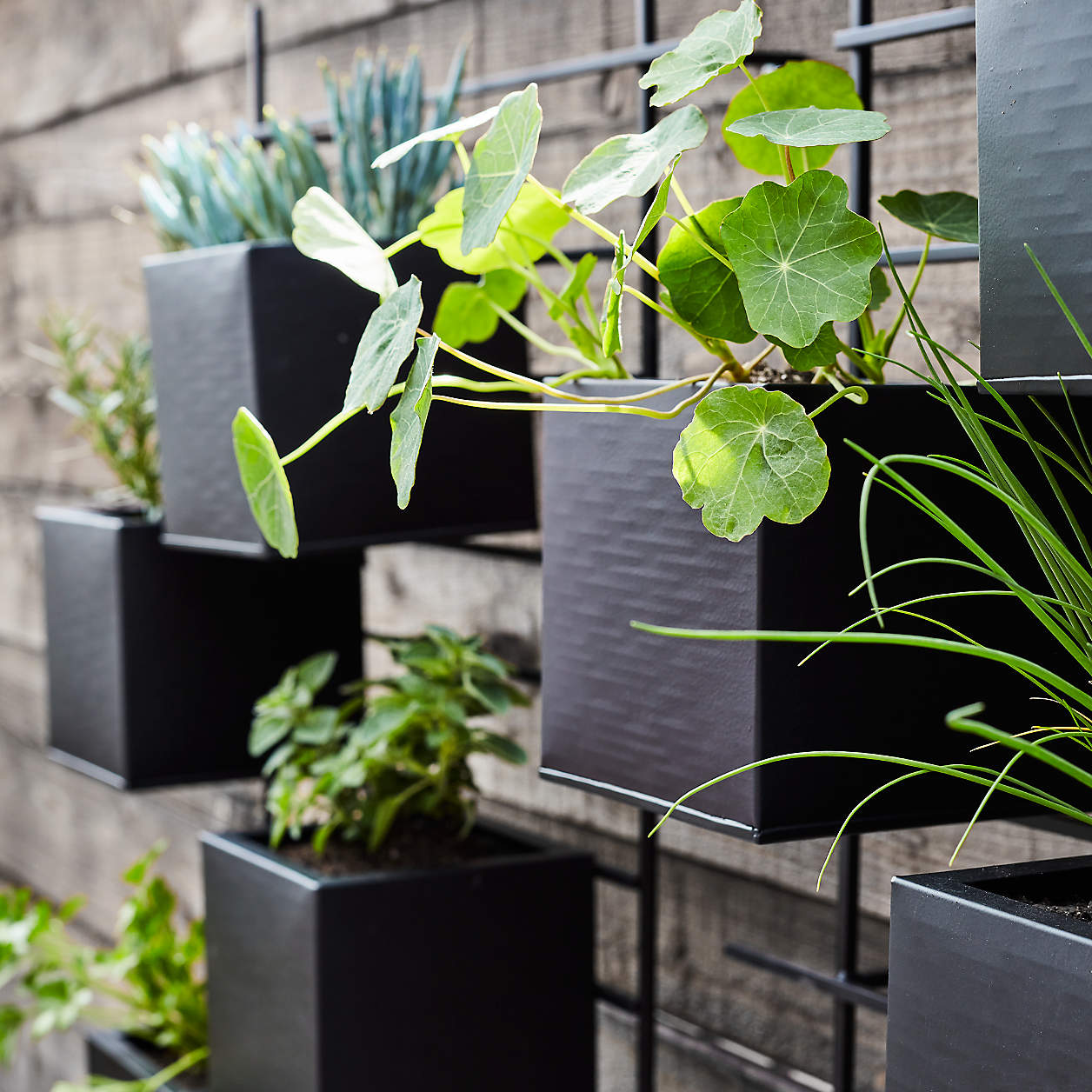 4 Box Wall Mounted Indoor/Outdoor Planter